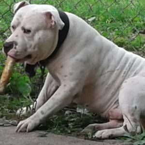 Meet your Posher, Malik